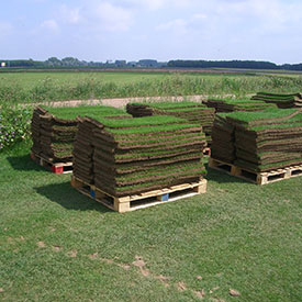 Gazon en pavé