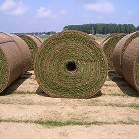 Gazon en maxi rouleaux